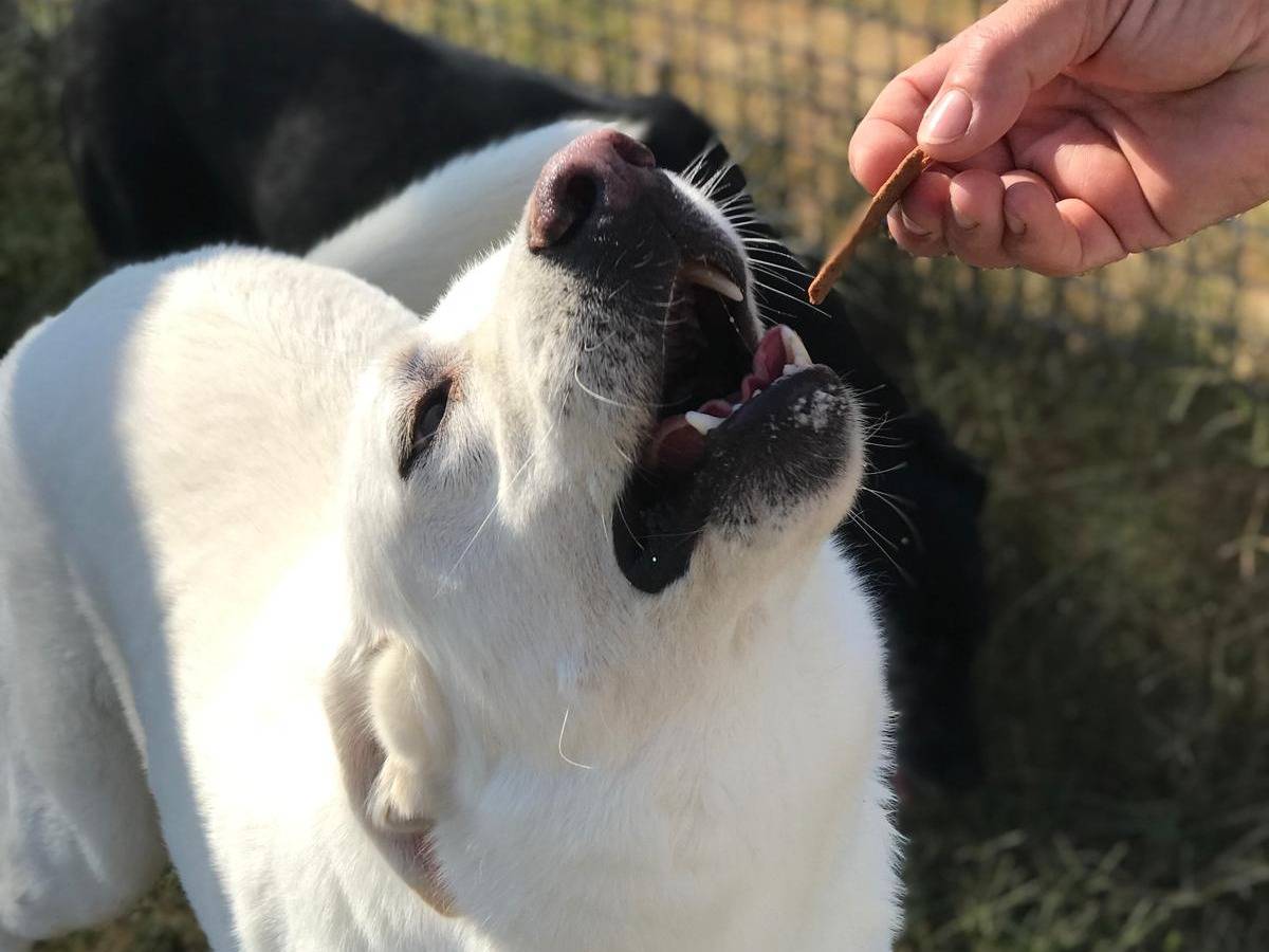 Vuoi adottare un cane a Latina?