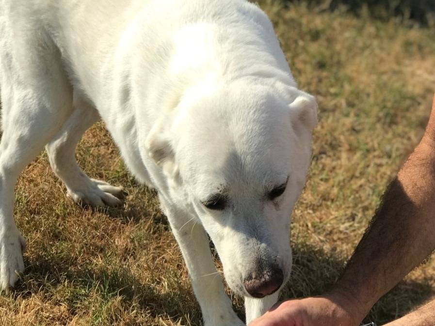 Adotta il cane COMMODO a Latina