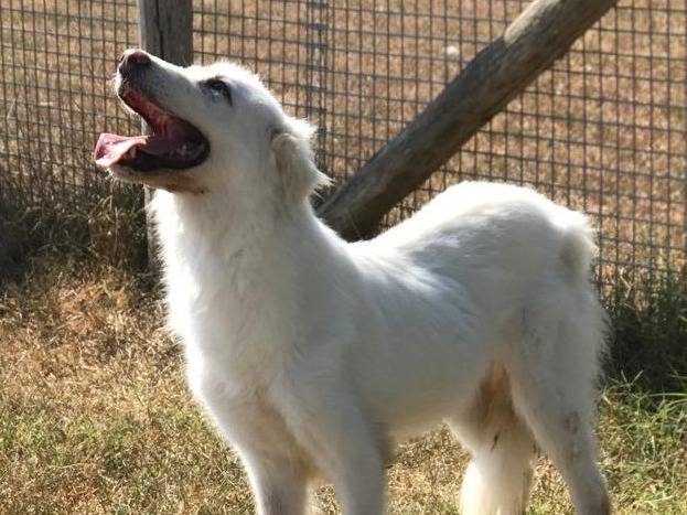 Adotta un cane, taglia media, maschio, Latina
