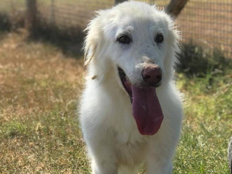 Adotta il cane ERCOLE a Latina