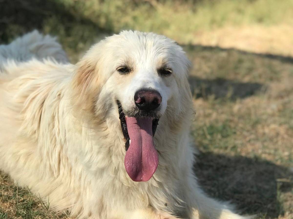 Adotta un cane, maschio, 2 anni  e 8 mesi , Latina
