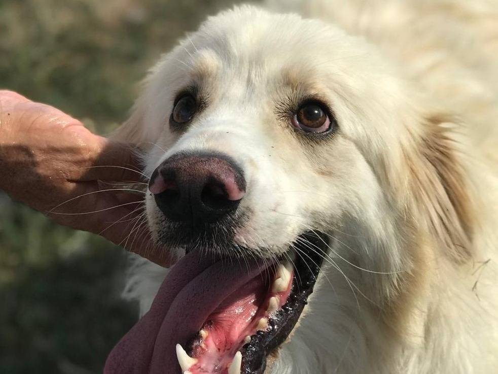 Adotta un cane, taglia media, maschio, Latina