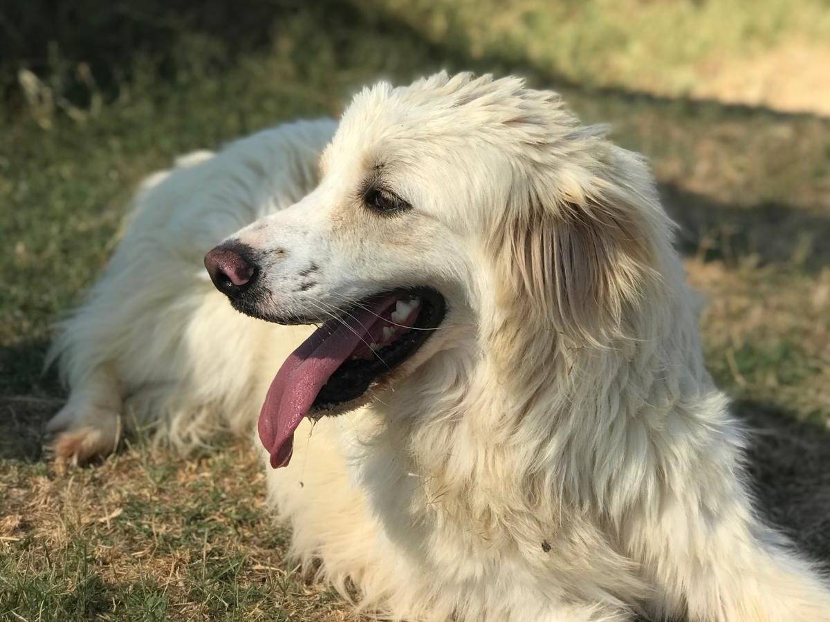 Vuoi adottare un cane a Latina?