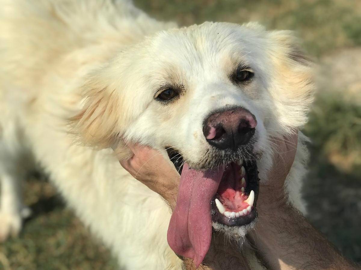 Adotta il cane RICKY a Latina