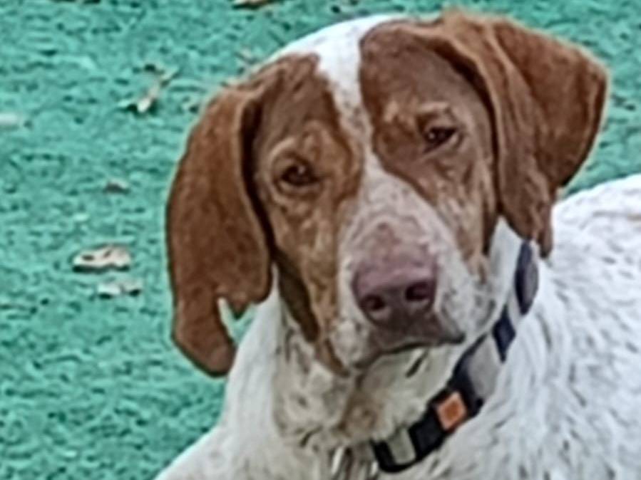 Adotta un cane, maschio, 3 anni  e 3 mesi , Cosenza