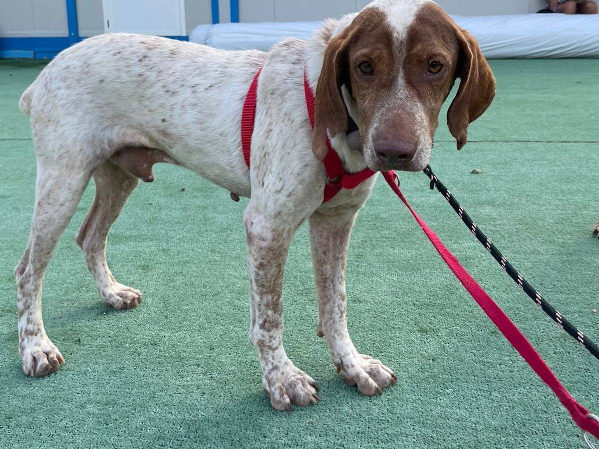 Adotta un cane, taglia media, maschio, Cosenza
