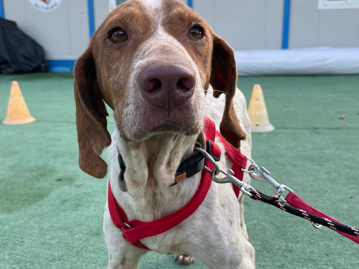 Vuoi adottare un cane a Cosenza?