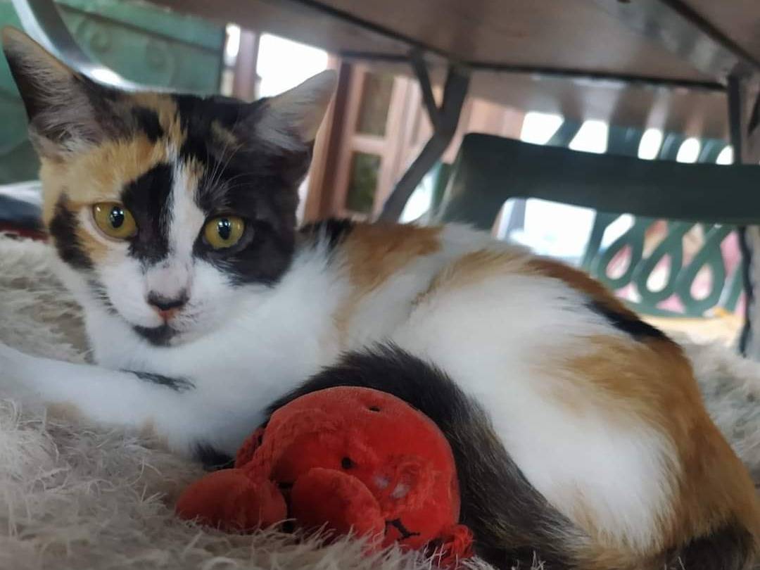 Adozione gatto, femmina, meticcio, 11 mesi, taglia non valida, Potenza