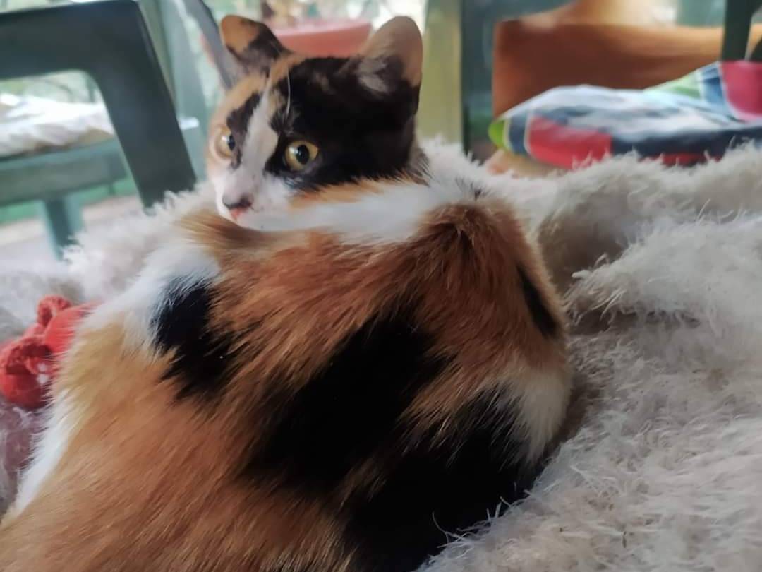 Adotta un gatto, femmina, 11 mesi, Potenza