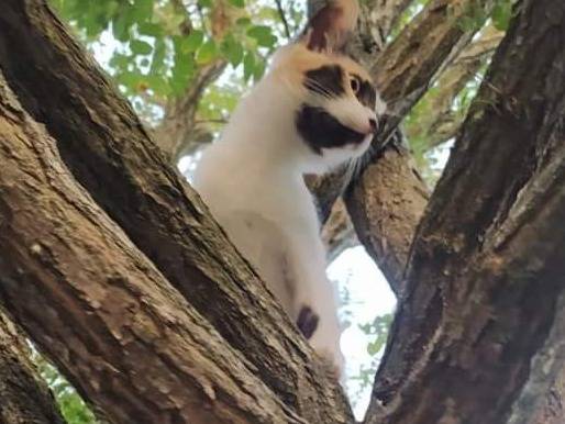Adotta un gatto, taglia non valida, femmina, Potenza