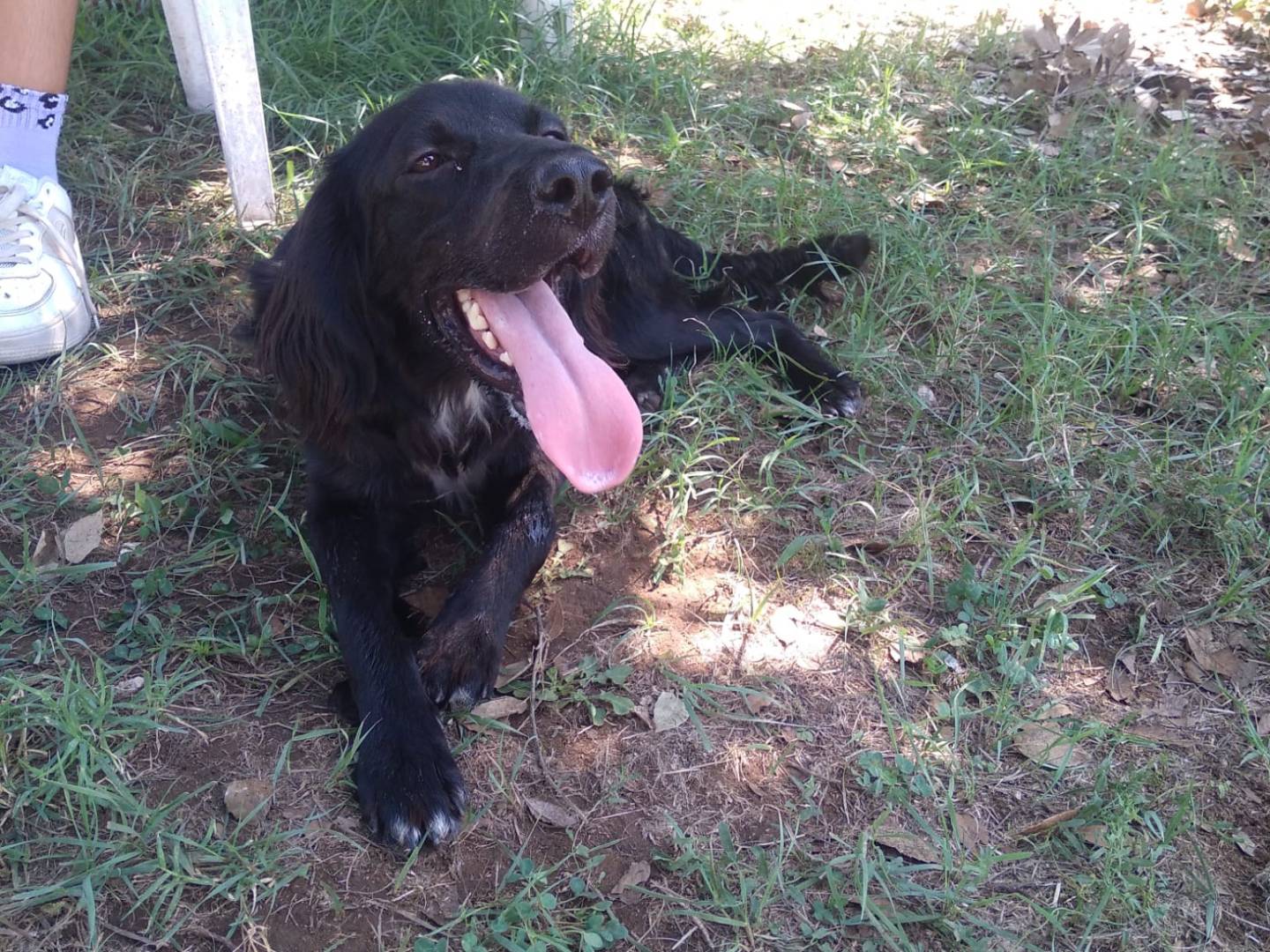 Adotta un cane, taglia media contenuta, maschio, Caserta