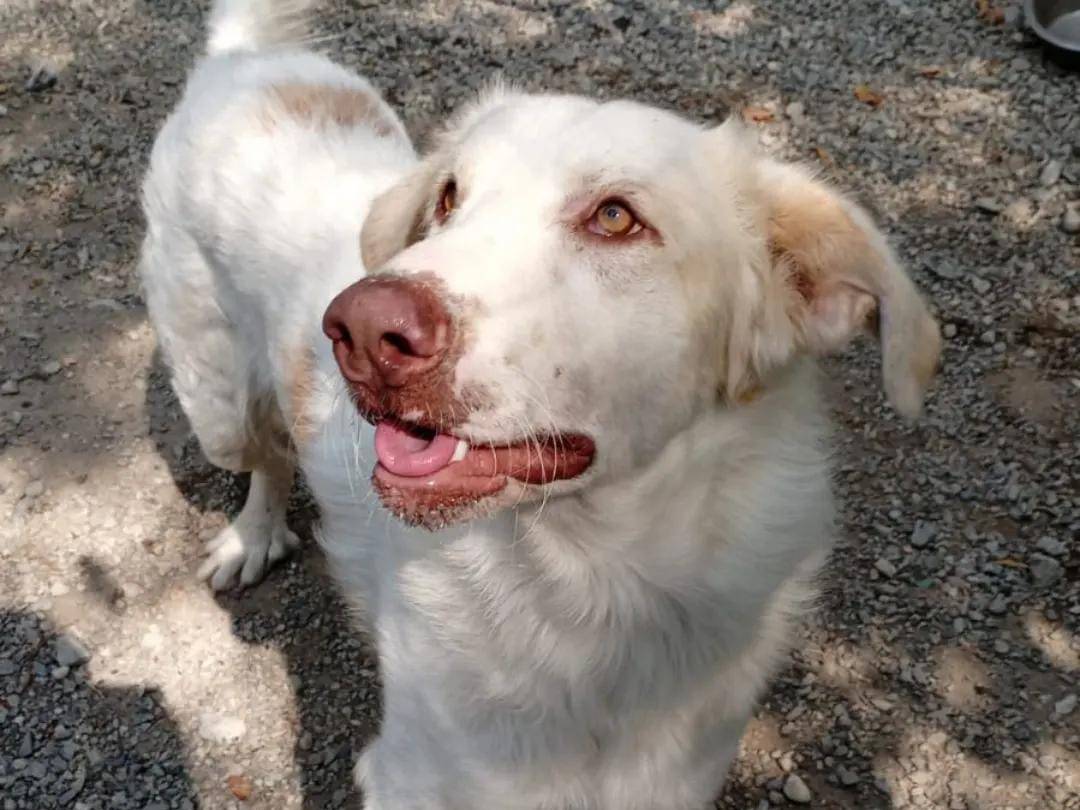 Adozione cane, maschio, meticcio, 2 anni , taglia media, Crotone
