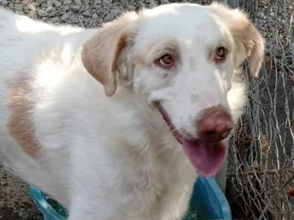 Adotta un cane, maschio, 2 anni , Crotone