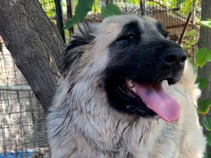 Adotta il cane BARBARA a Crotone