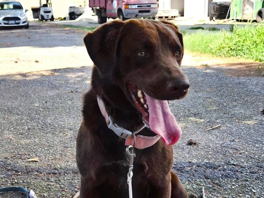 Adotta un cane, taglia media, femmina, Crotone