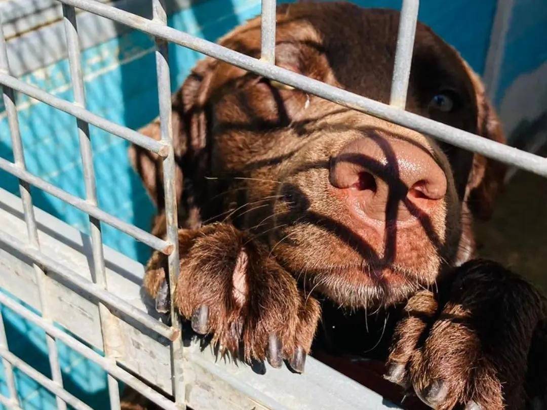 Vuoi adottare un cane a Crotone?