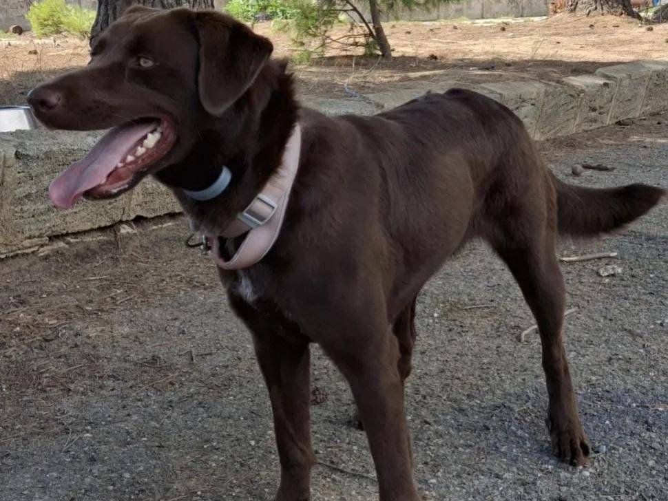 Adotta il cane CHOCOLAT  a Crotone
