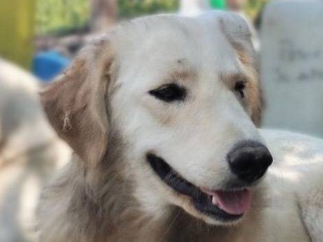 Adozione cane, femmina, meticcio, 1 anno e 11 mesi, taglia grande, Crotone