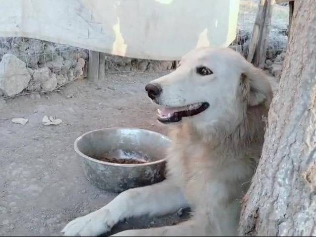 Adotta un cane, femmina, 1 anno e 11 mesi, Crotone