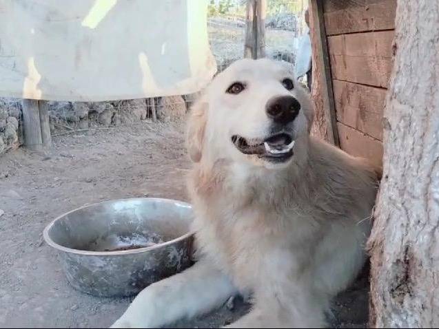Adotta un cane, taglia grande, femmina, Crotone