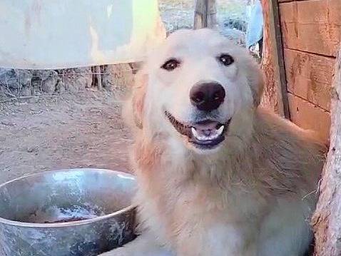 Vuoi adottare un cane a Crotone?