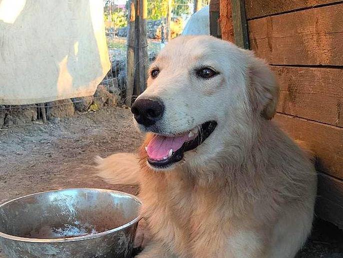 Adotta il cane ANGELA  a Crotone