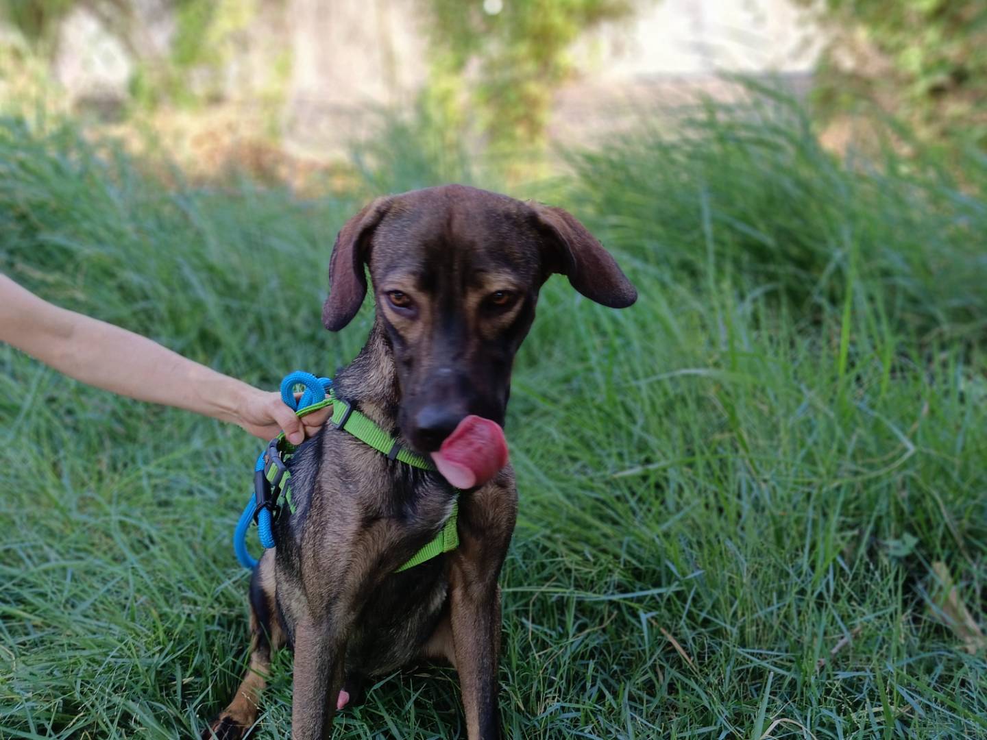 Adotta il cane Paco a Siracusa