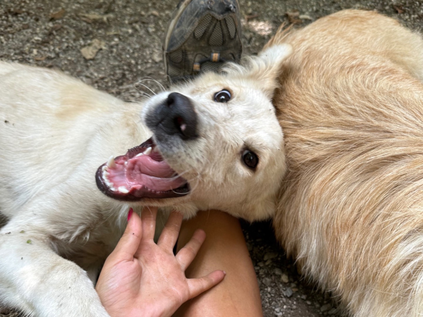 Adotta un cane, femmina, 8 mesi, Pavia