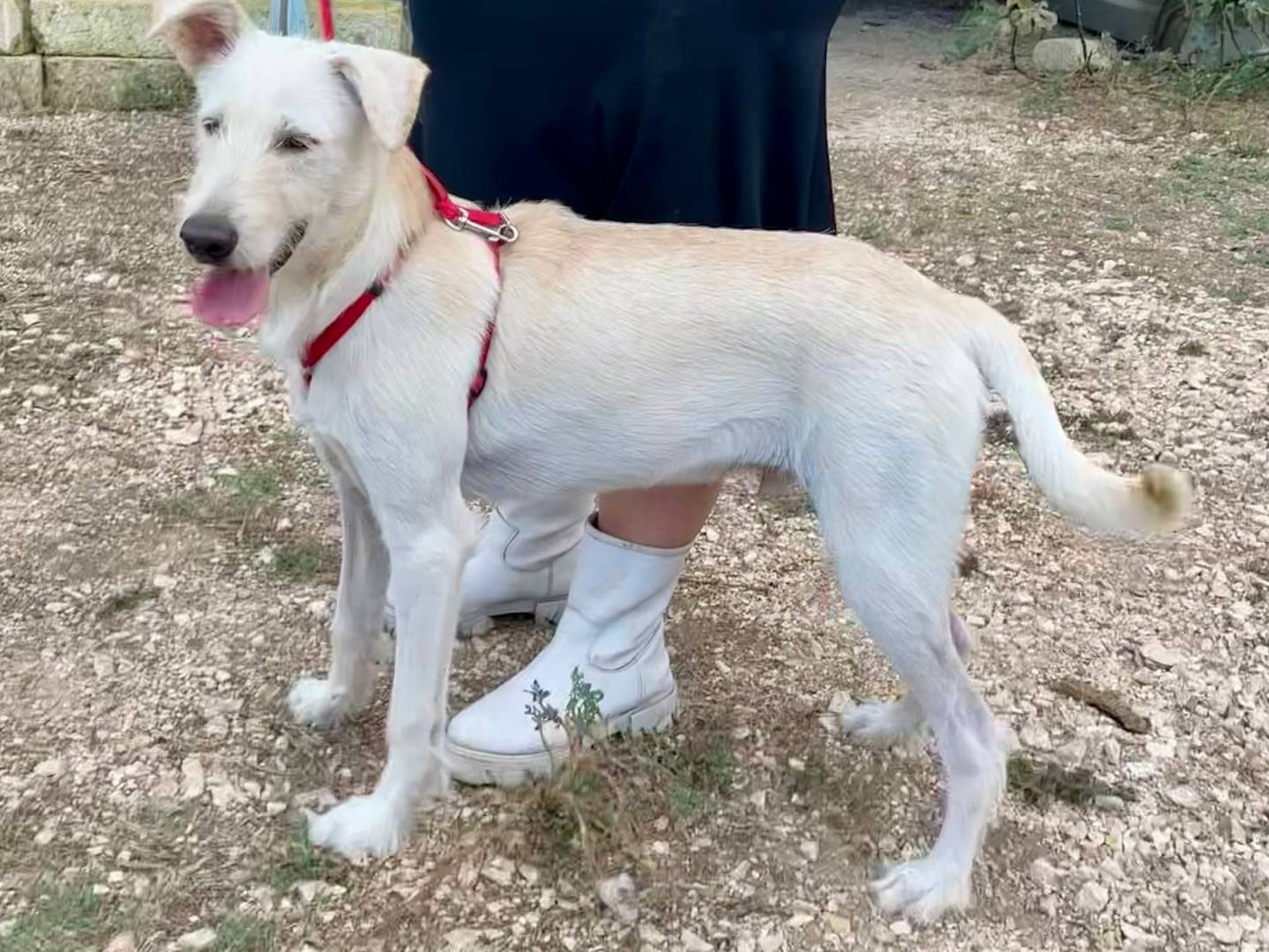 Adotta un cane, taglia media contenuta, maschio, Bari