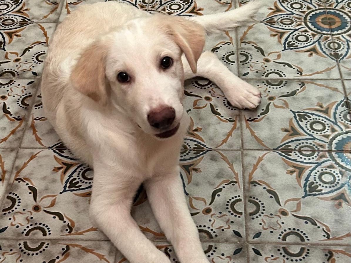 Adotta un cane, maschio, 1 anno e 1 mese, Gorizia