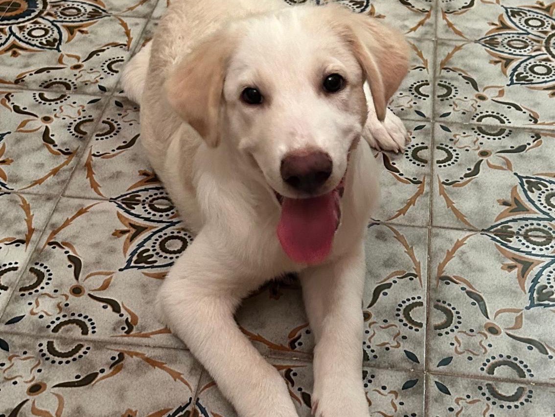 Adotta un cane, taglia grande, maschio, Gorizia