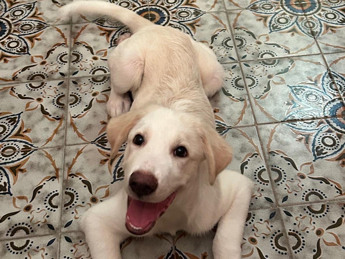 Vuoi adottare un cane a Gorizia?