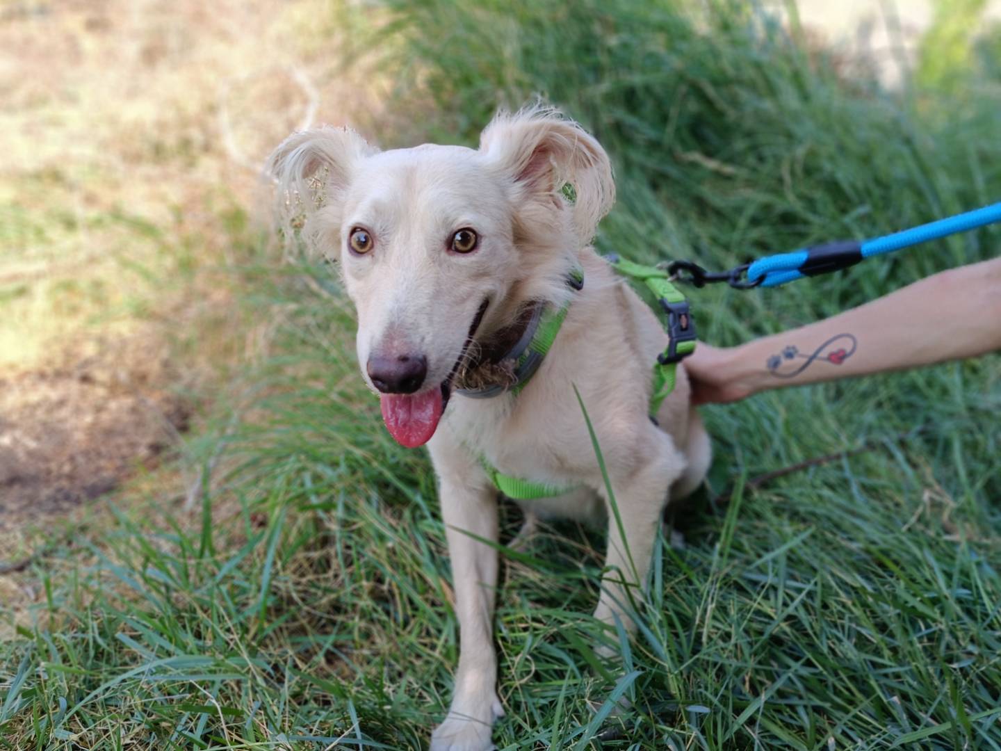 Adotta un cane, maschio, 2 anni  e 9 mesi , Siracusa