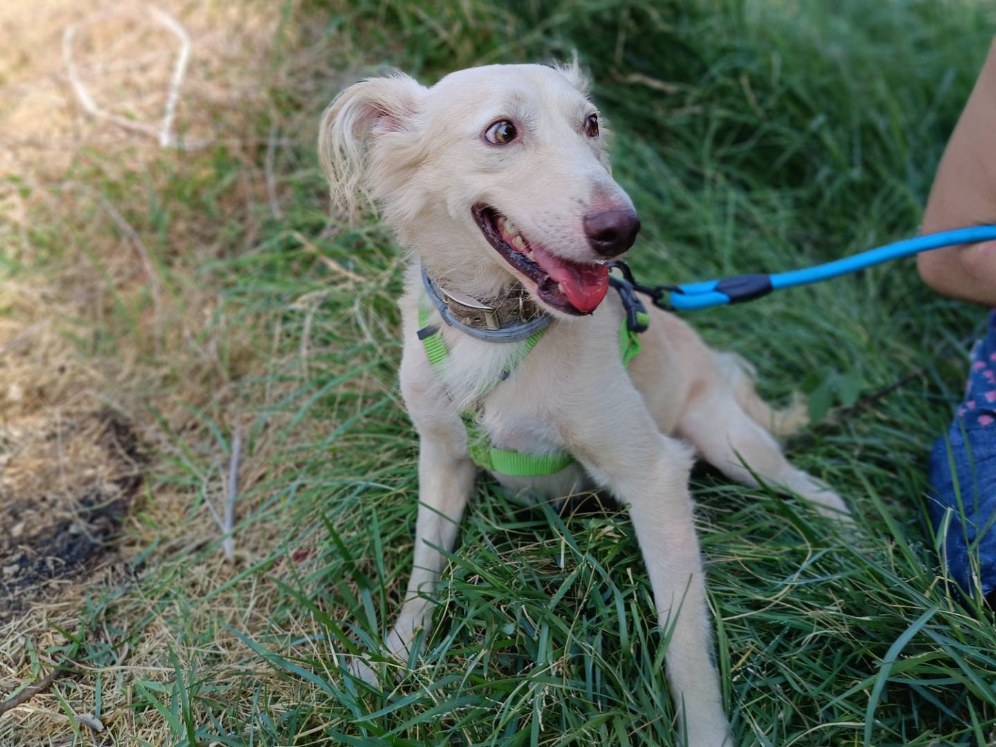 Adotta un cane, taglia media, maschio, Siracusa