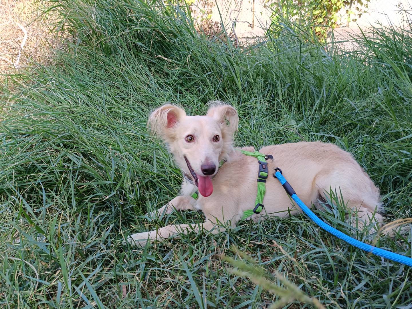 Vuoi adottare un cane a Siracusa?