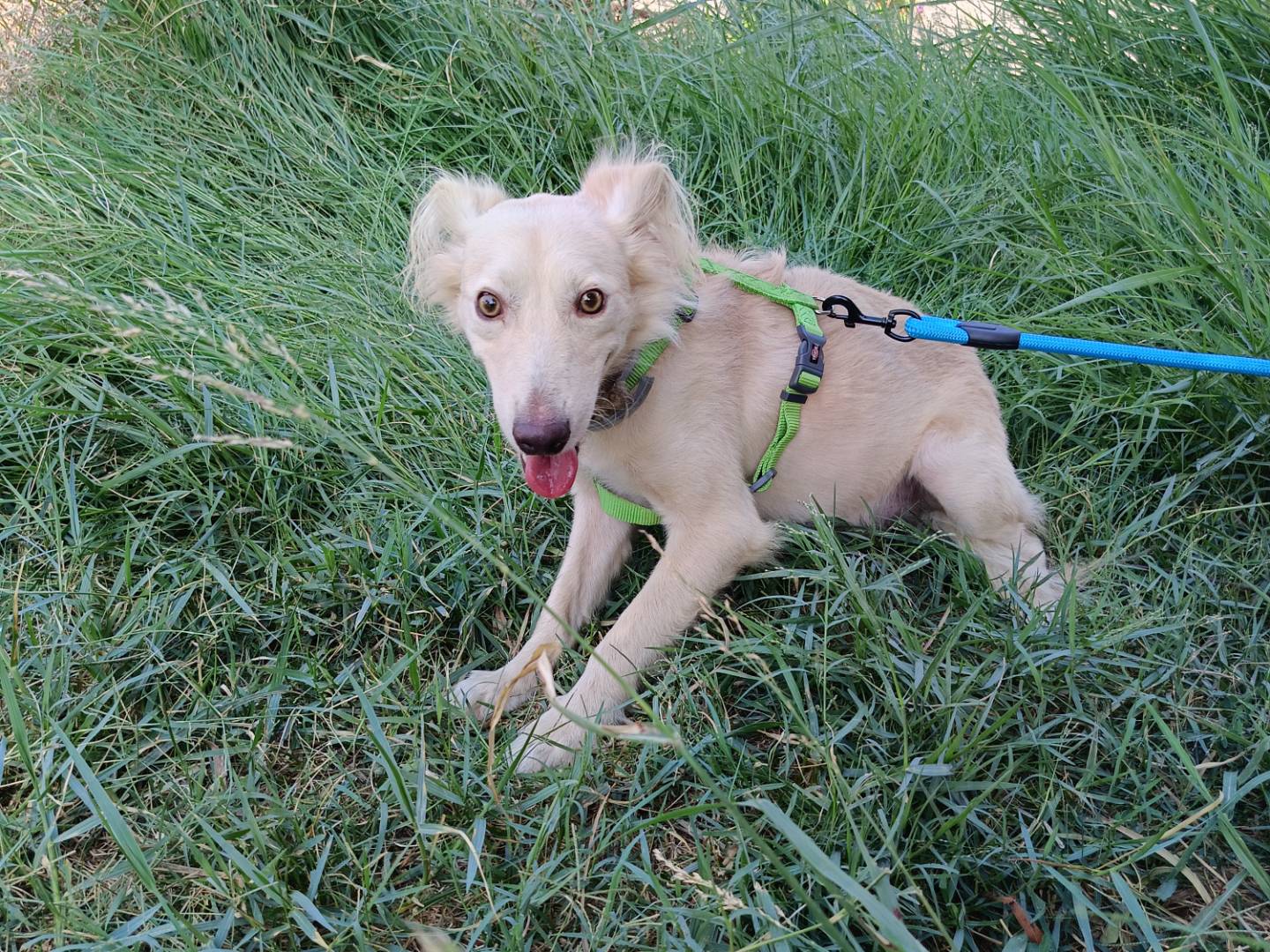 Adotta il cane Tanko a Siracusa