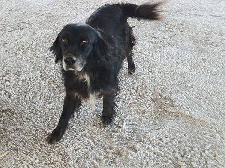 Foto dell'animale