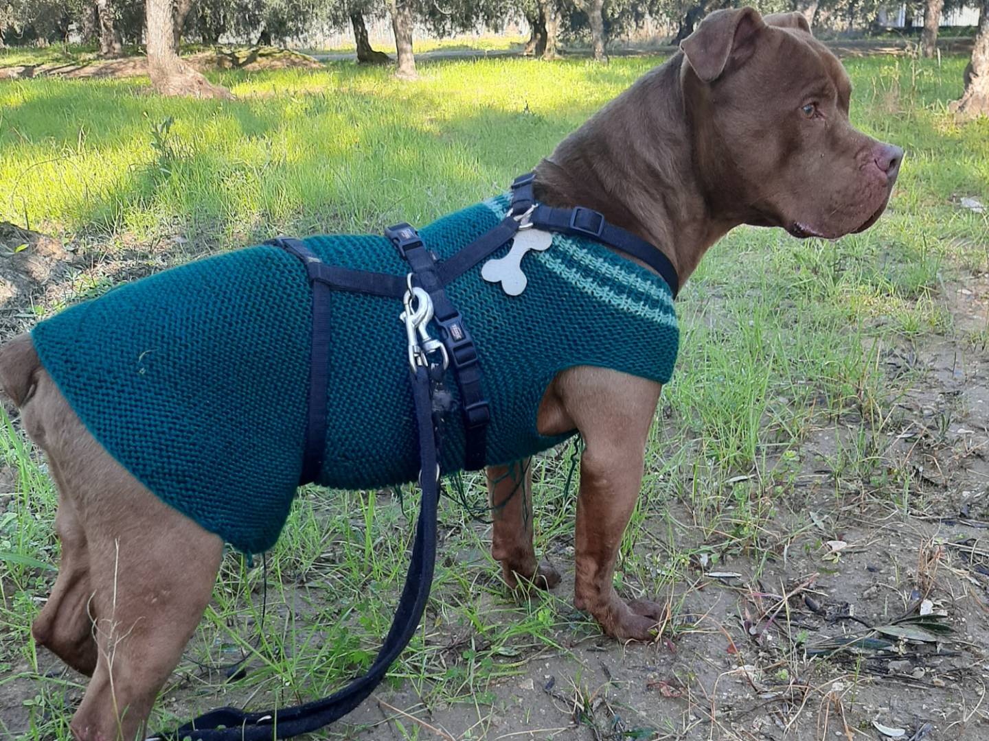 Adotta un cane, taglia media, maschio, Barletta