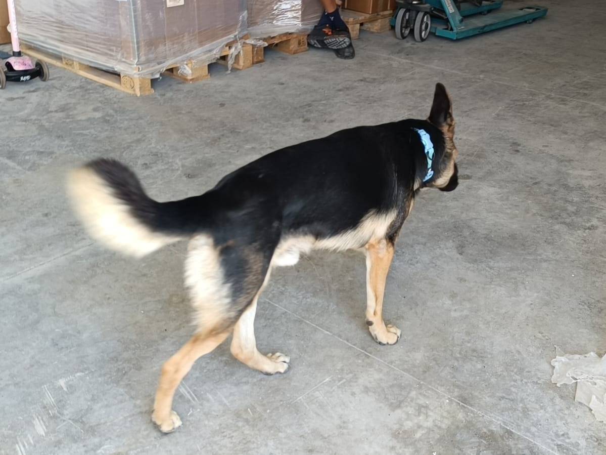 Adotta un cane, taglia media, maschio, Caserta