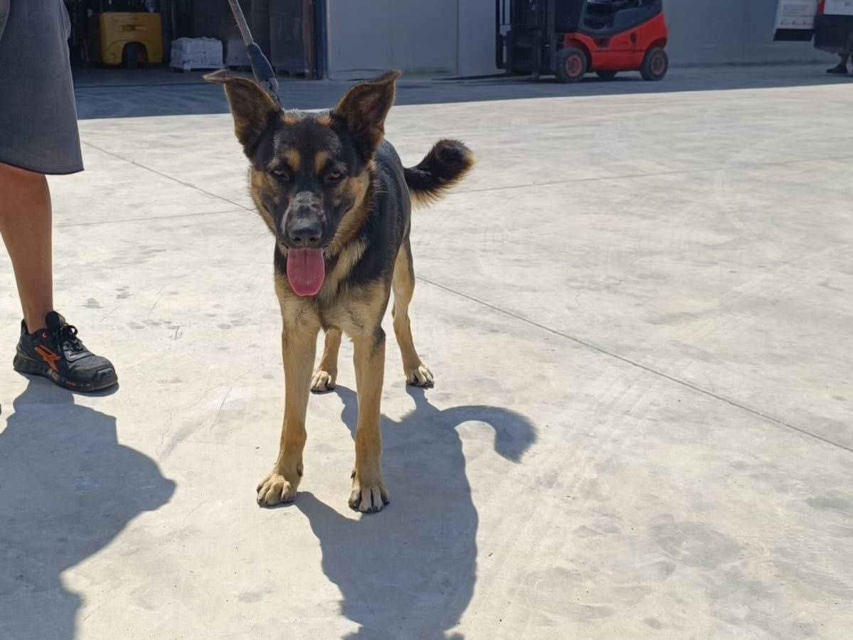 Vuoi adottare un cane a Caserta?