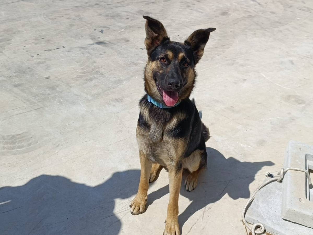 Adotta il cane Rex a Caserta