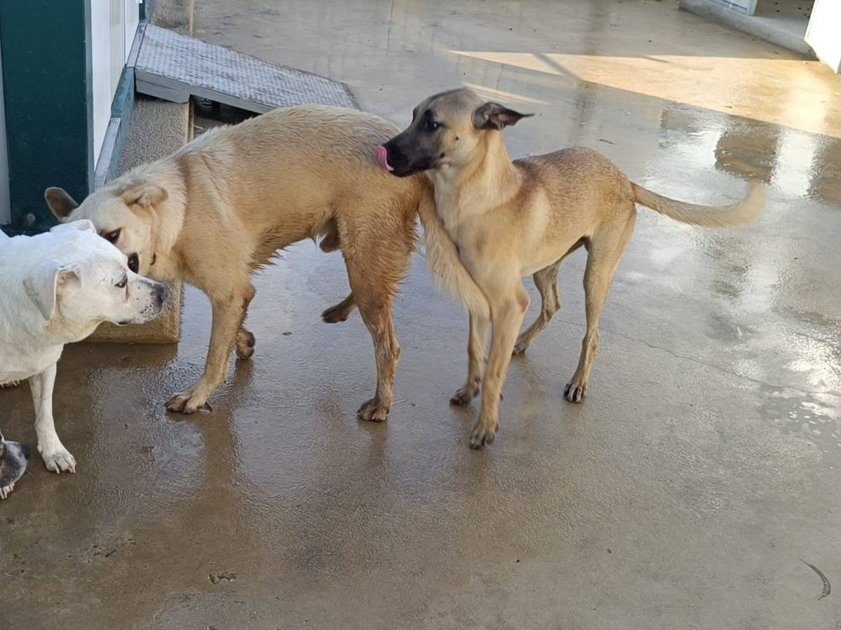 Adotta un cane, maschio, 1 anno e 5 mesi , Caserta