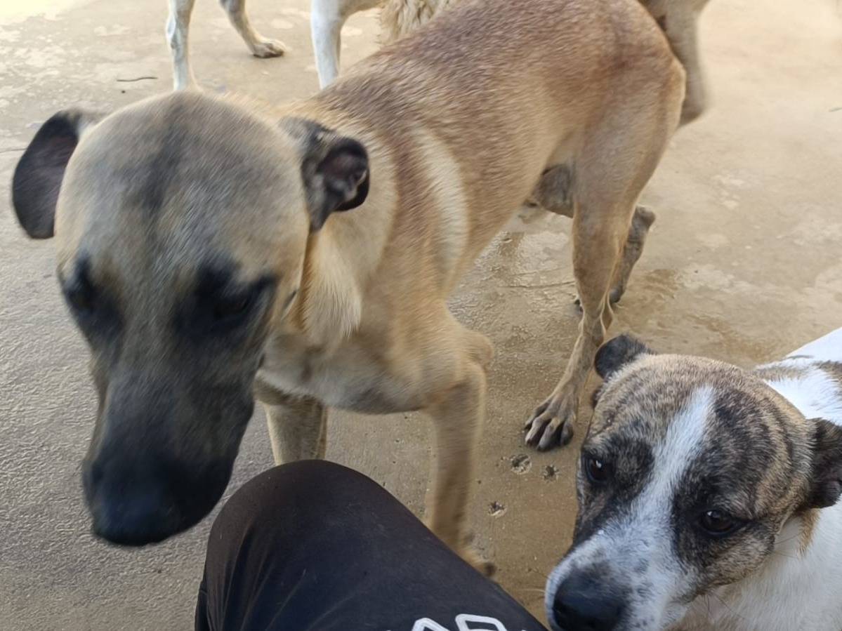 Adotta un cane, taglia media, maschio, Caserta