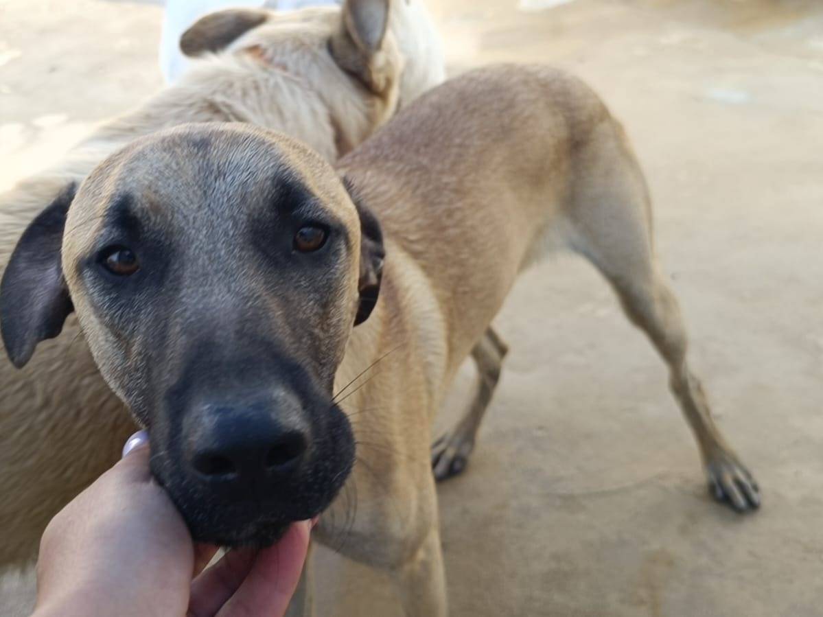 Vuoi adottare un cane a Caserta?