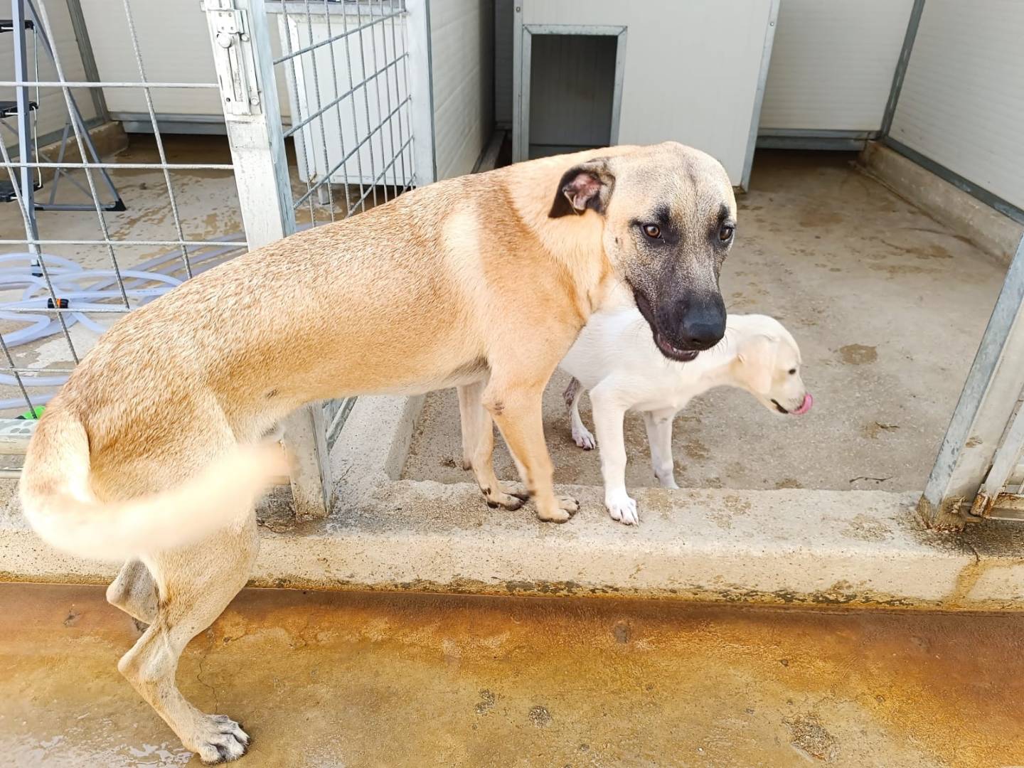 Adotta il cane Tito a Caserta