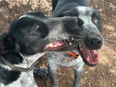 Adotta un cane, femmina, 1 anno e 10 mesi , Padova
