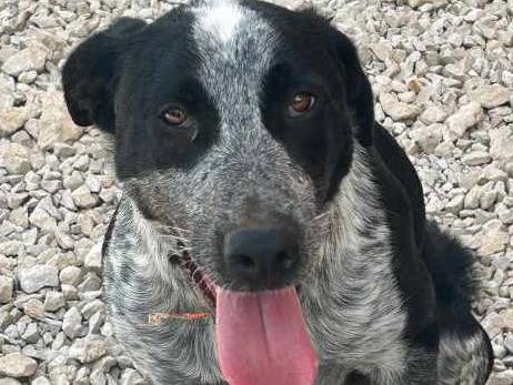Adotta un cane, taglia media, femmina, Padova