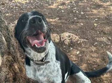 Adotta il cane ARIEL E ASTRA a Padova
