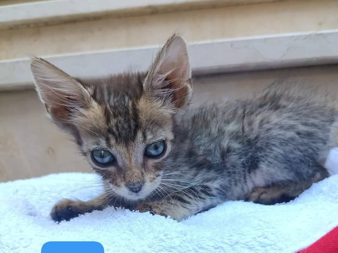 Adozione gatto, maschio, meticcio, 1 anno e 9 mesi, taglia non valida, Bari