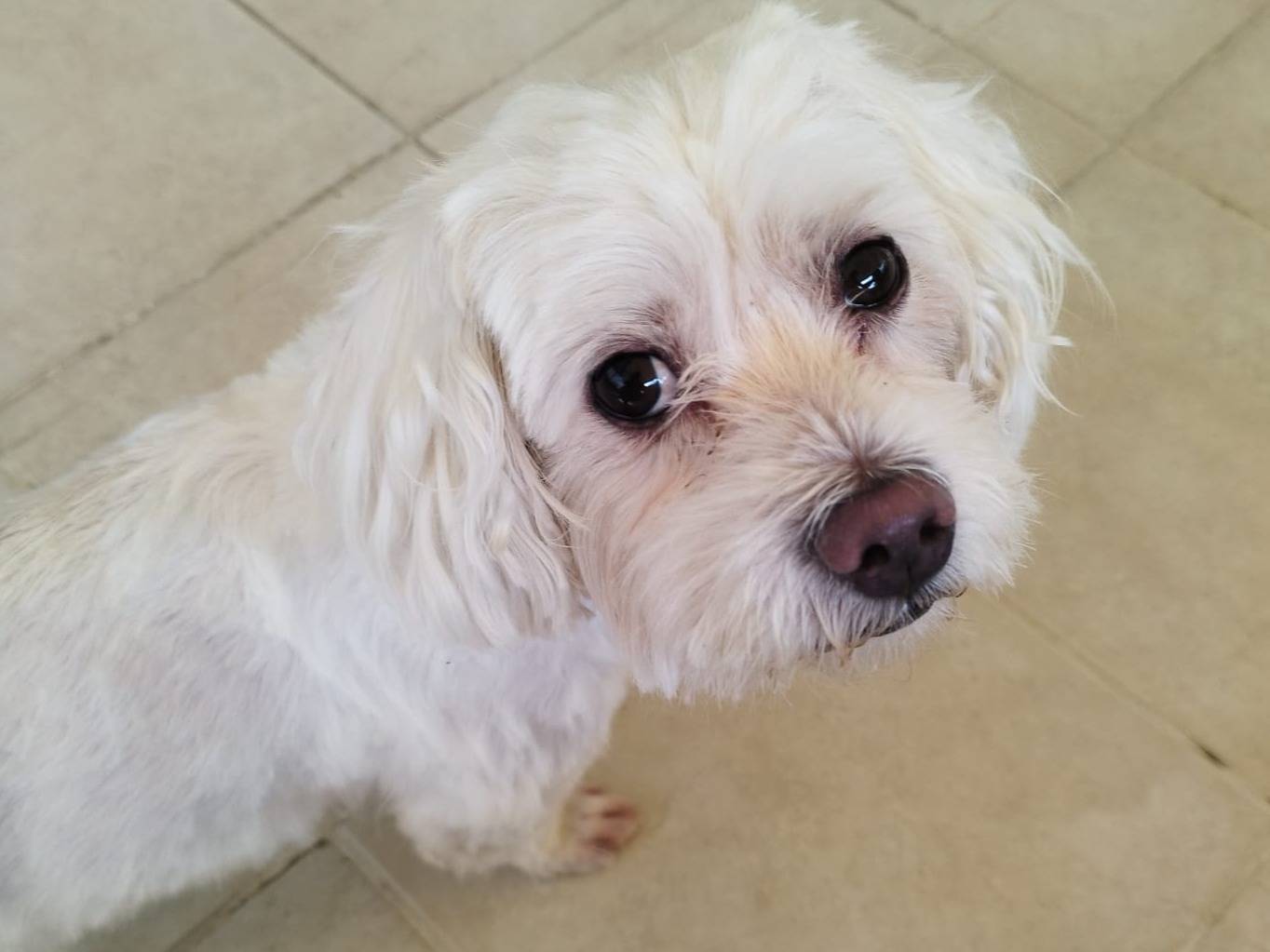 Adozione cane, maschio, Maltese, 10 anni e 5 mesi, taglia piccola, Bari